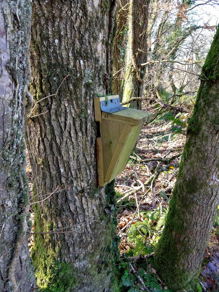 Wedge shaped Treecreeper box, handmade
