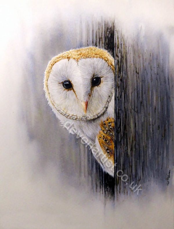 Putting up a Barn Owl Box, Owl Painting & Conservation The Devon Artist