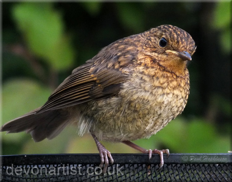 Juvenile robin photographed by Paul Hopkinson