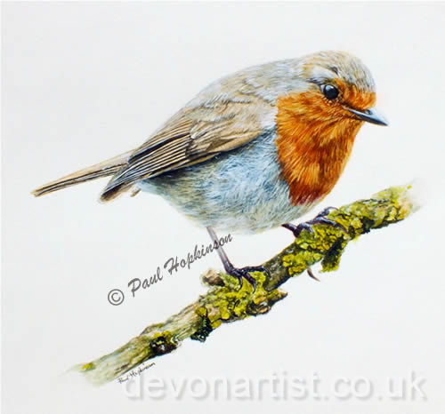 Original robin paint from a Paul Hopkinson photo