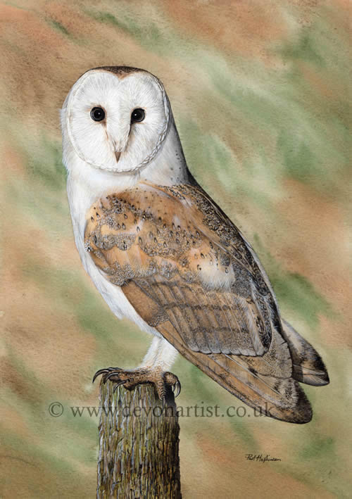 Original watercolour barn owl painting