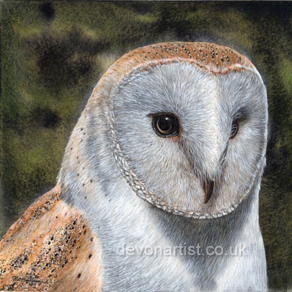 Putting up a Barn Owl Box, Owl Painting & Conservation - The Devon Artist