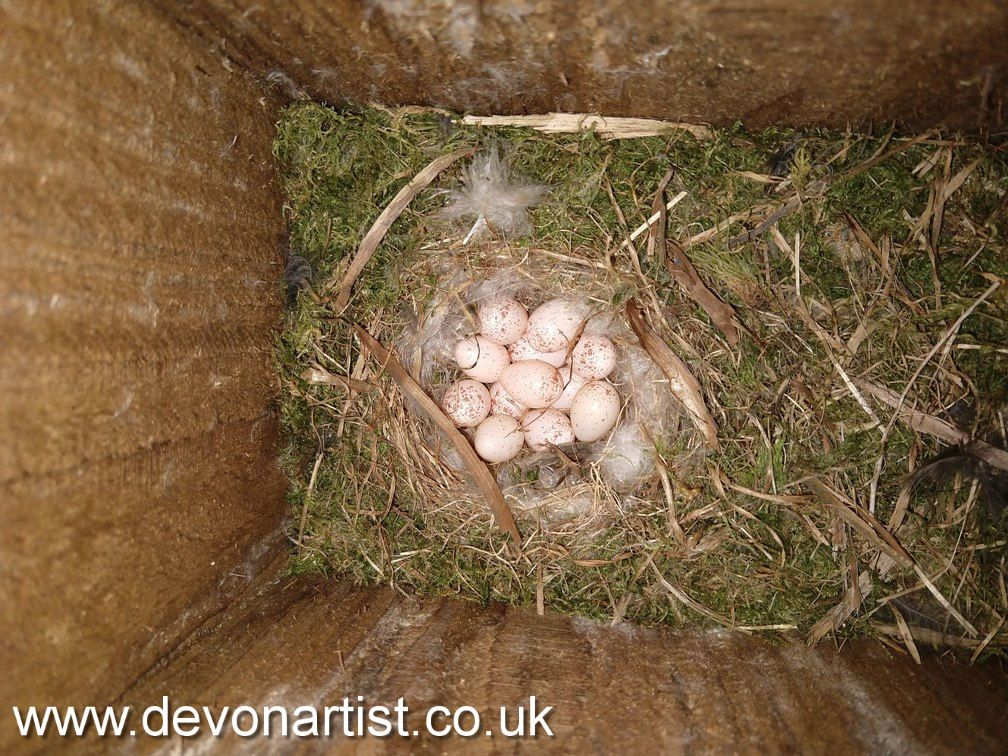 Blue Tit eggs in a nestbox in Devon