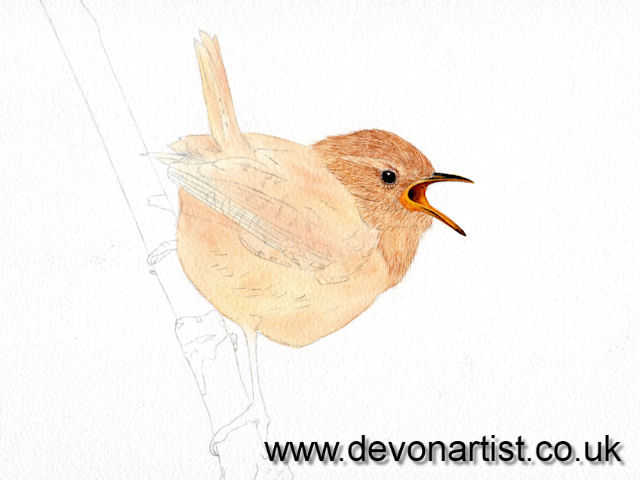 How to paint a realistic wren in watercolor, step 4