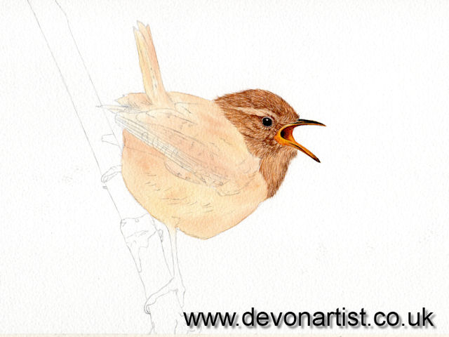 How to paint a realistic wren in watercolor, step 5