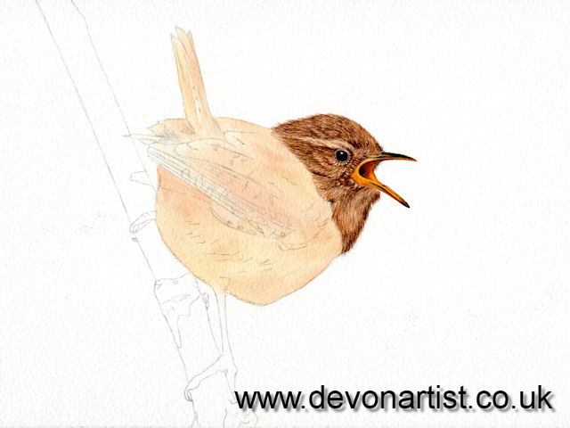 How to paint a realistic wren in watercolor, step 6