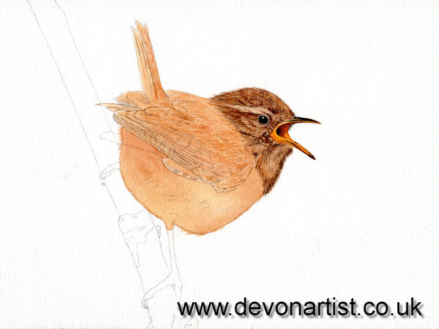 How to paint a realistic wren in watercolor, step 7
