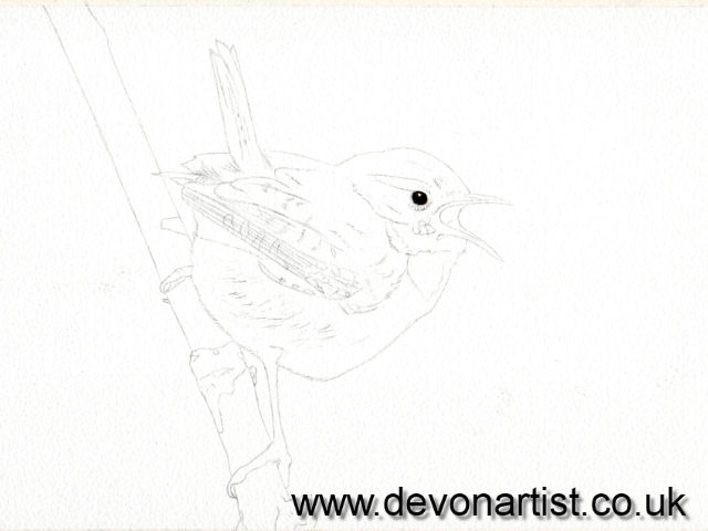 How to paint a realistic wren in watercolour, step 1
