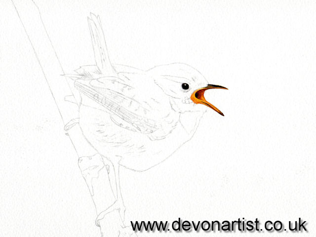 How to paint a realistic wren in watercolour, step 2