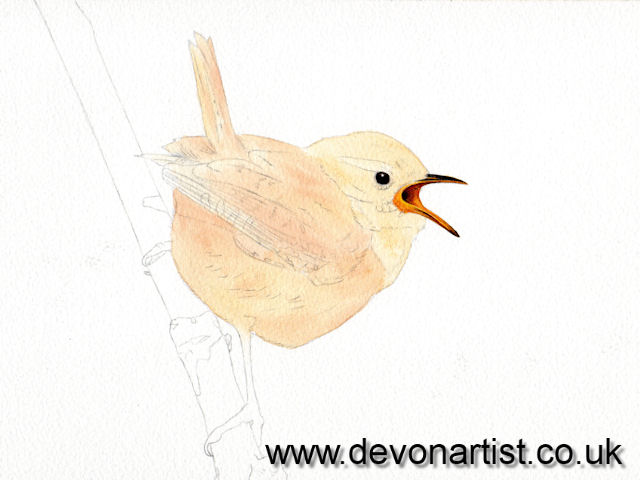 How to paint a realistic wren in watercolour, step 3