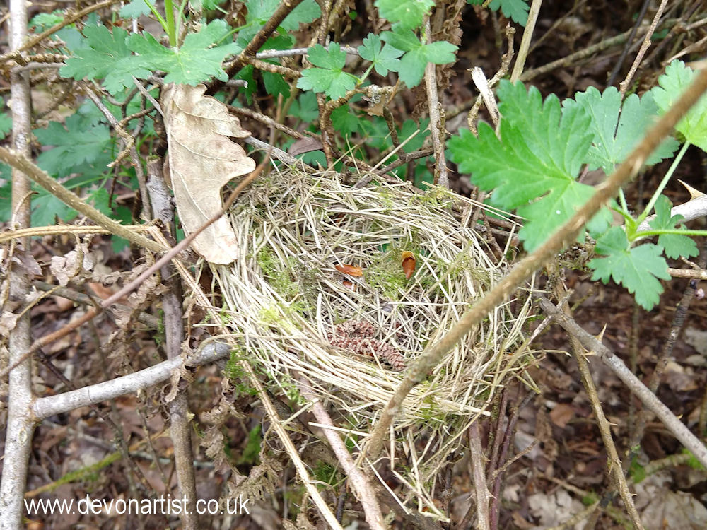 Last year's Blackcap nest