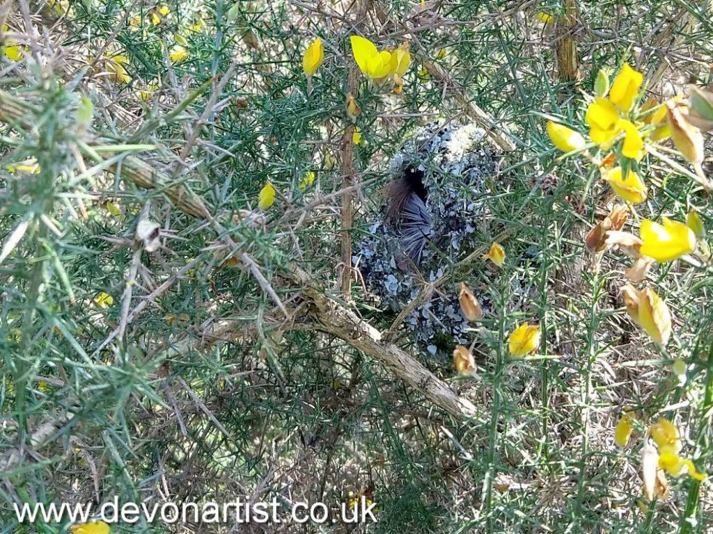Long Tailed Tit nest in a gorse bush
