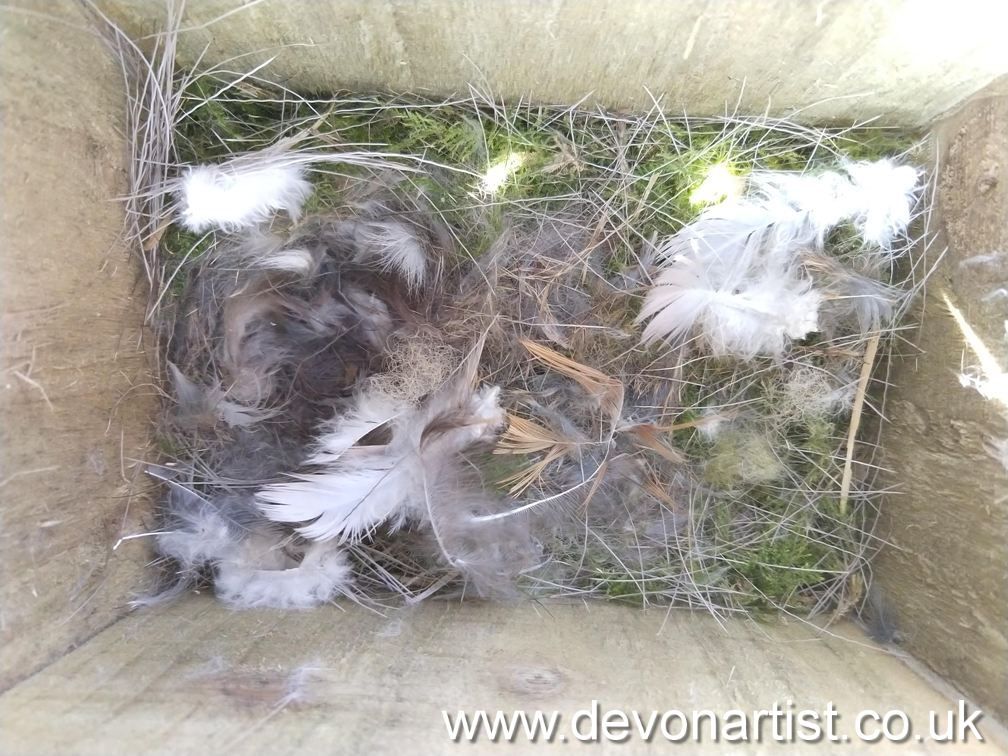 Fully lined Blue Tit nest
