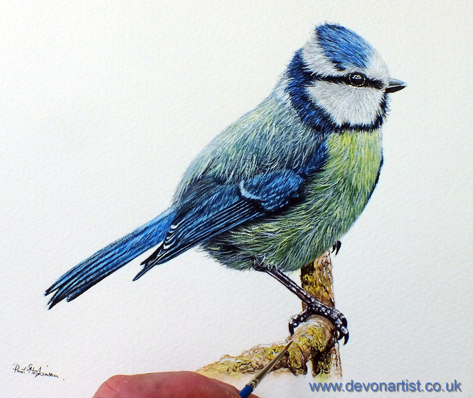Original watercolour blue tit bird painting
