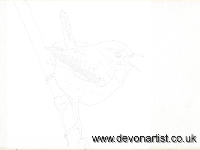 Outline drawing for a wren watercolour painting
