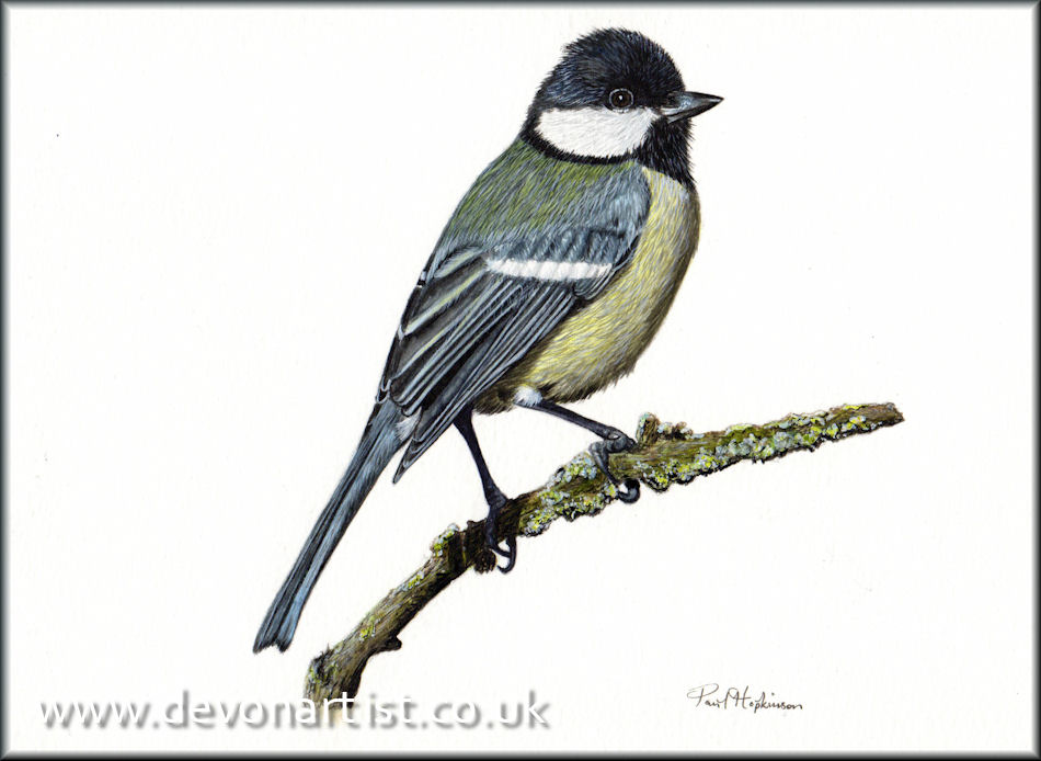 Garden bird watercolour painting by Paul Hopkinson