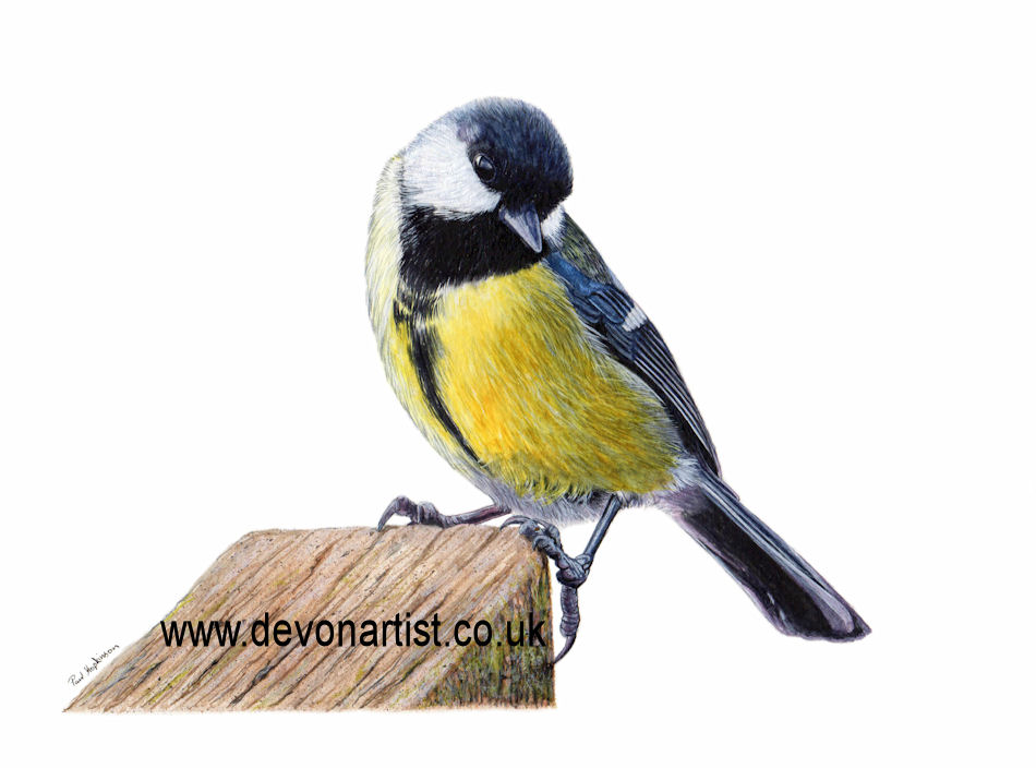 Great Tit, watercolour bird illustration by The Devon Artist