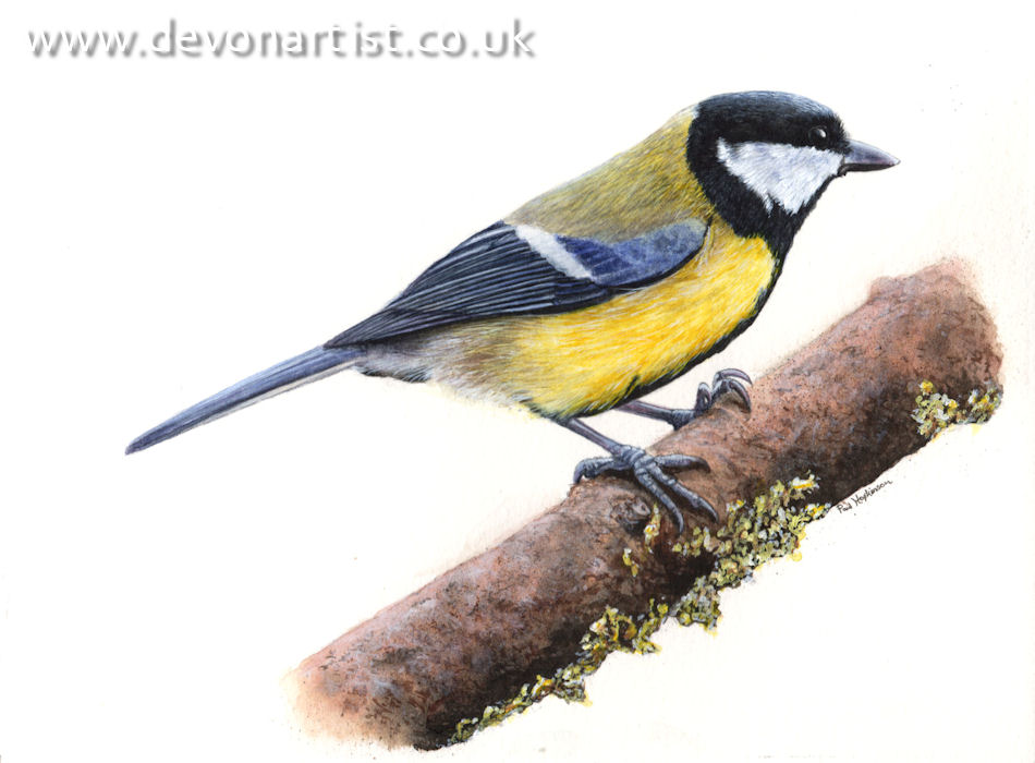 Wildlife artist bird illustrations, this one is a Great Tit