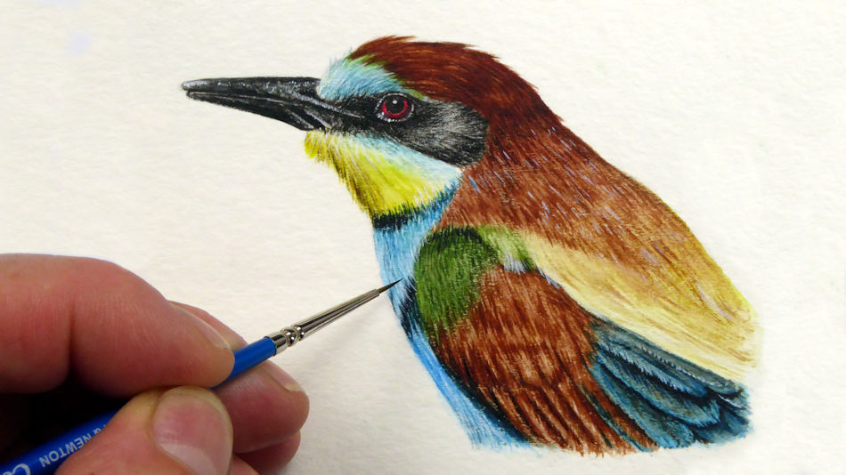 Free Tutorial Bee-eater - The Devon Artist