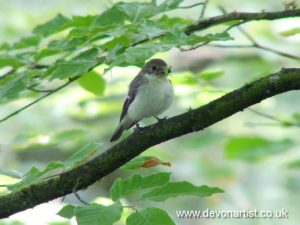 Female Pied Flycatcher photographed on Exmoor