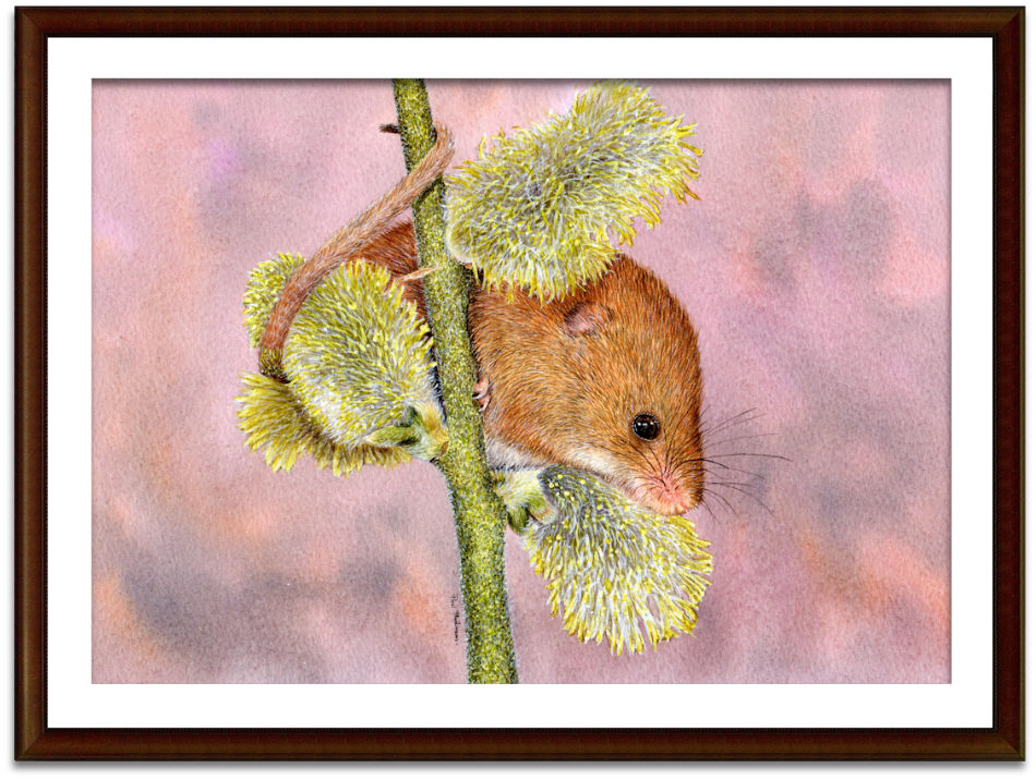Harvest mouse original paintings