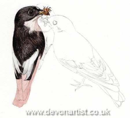 How to paint British birds using watercolor, step 1