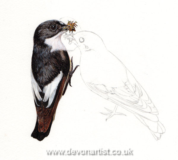 How to paint British birds using watercolor, step 2