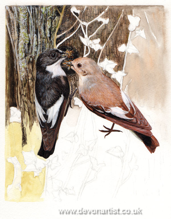 How to paint British birds using watercolour, step 4