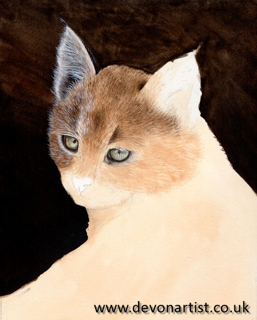 How to paint a cat using watercolour, step 4