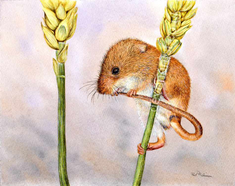 Original animal watercolour paintings - harvest mouse