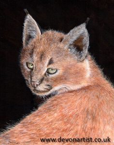 Original watercolor lynx painting, last step