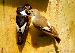 Photographing pied flycatchers on Exmoor