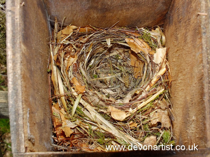 Pied Flycatcher nest