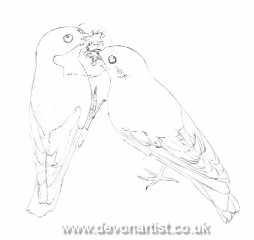Pied flycatcher birds outline drawing