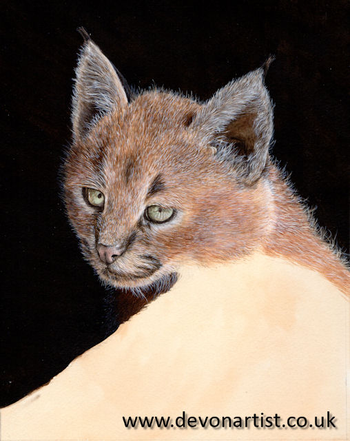 Watercolor lynx, step 7