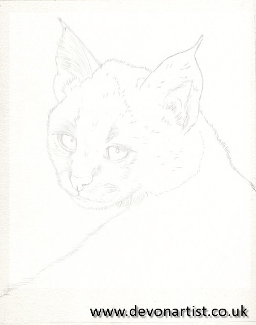 Watercolor big cat painting, step 1