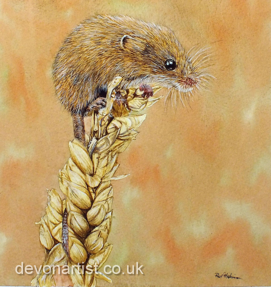 Watercolour painting of a harvest mouse