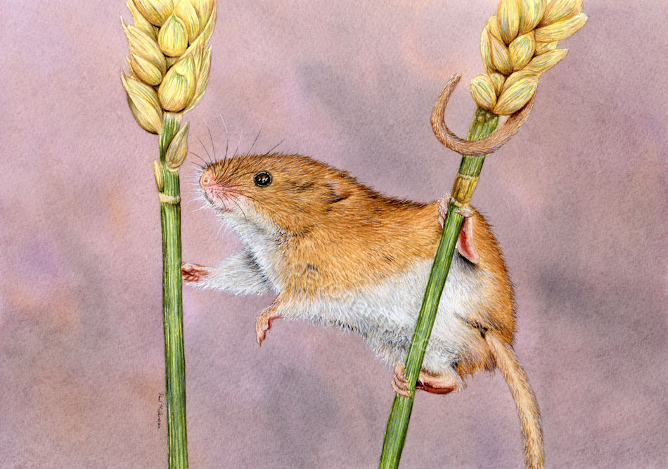 Watercolour wildlife original artwork - harvest mouse