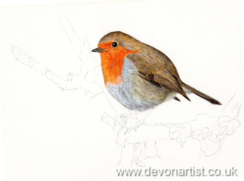 How I painted a detailed watercolor robin, stage 3