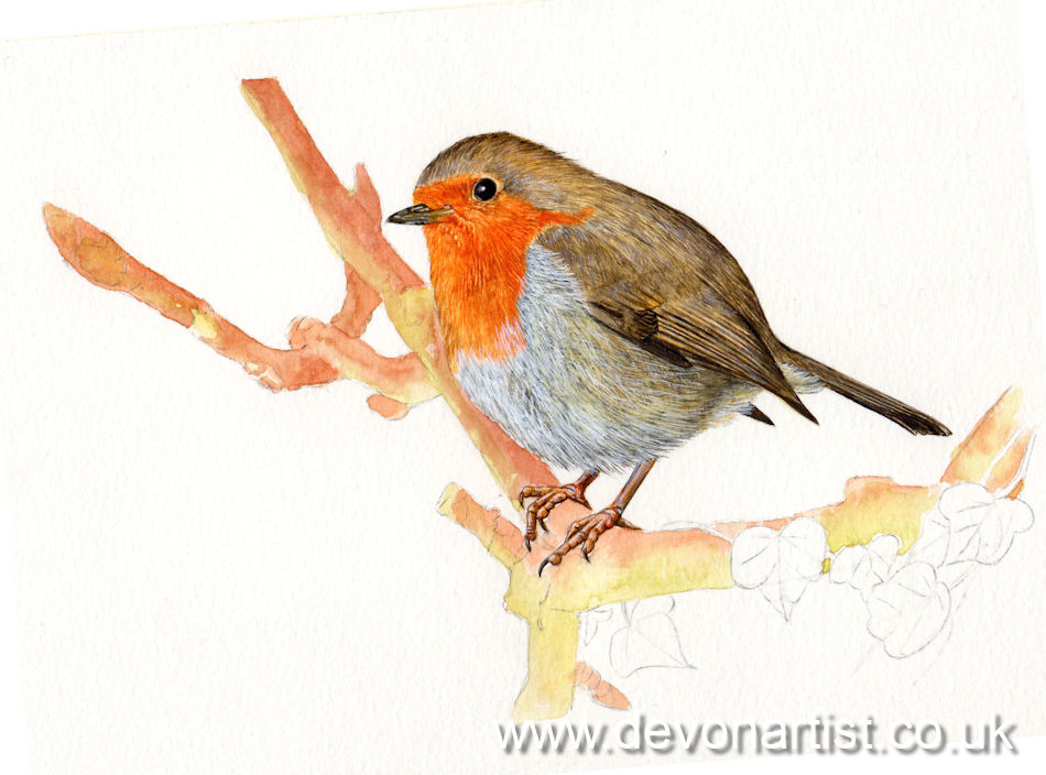 How I painted a detailed watercolor robin, stage 4