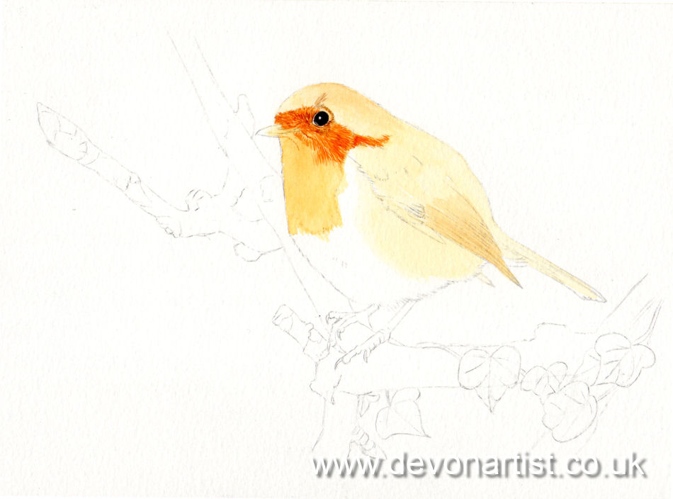 How I painted a detailed watercolour robin, stage 1