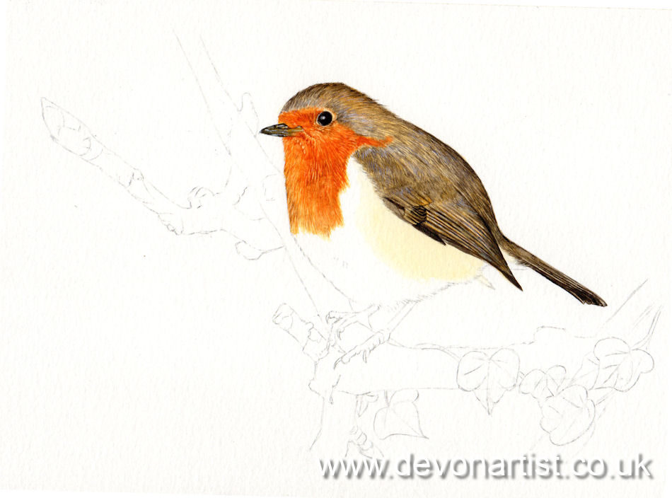 How I painted a detailed watercolour robin, stage 2