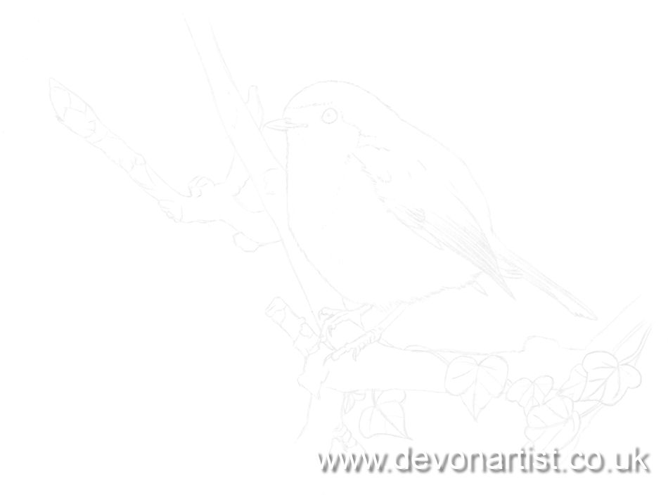 Robin outline drawing, ready for painting