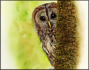Paint a realistic owl in watercolour alongside Paul Hopkinson