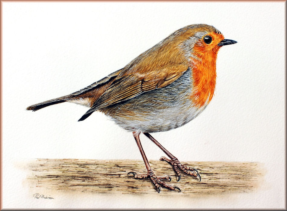 Robin in watercolour by Paul Hopkinson