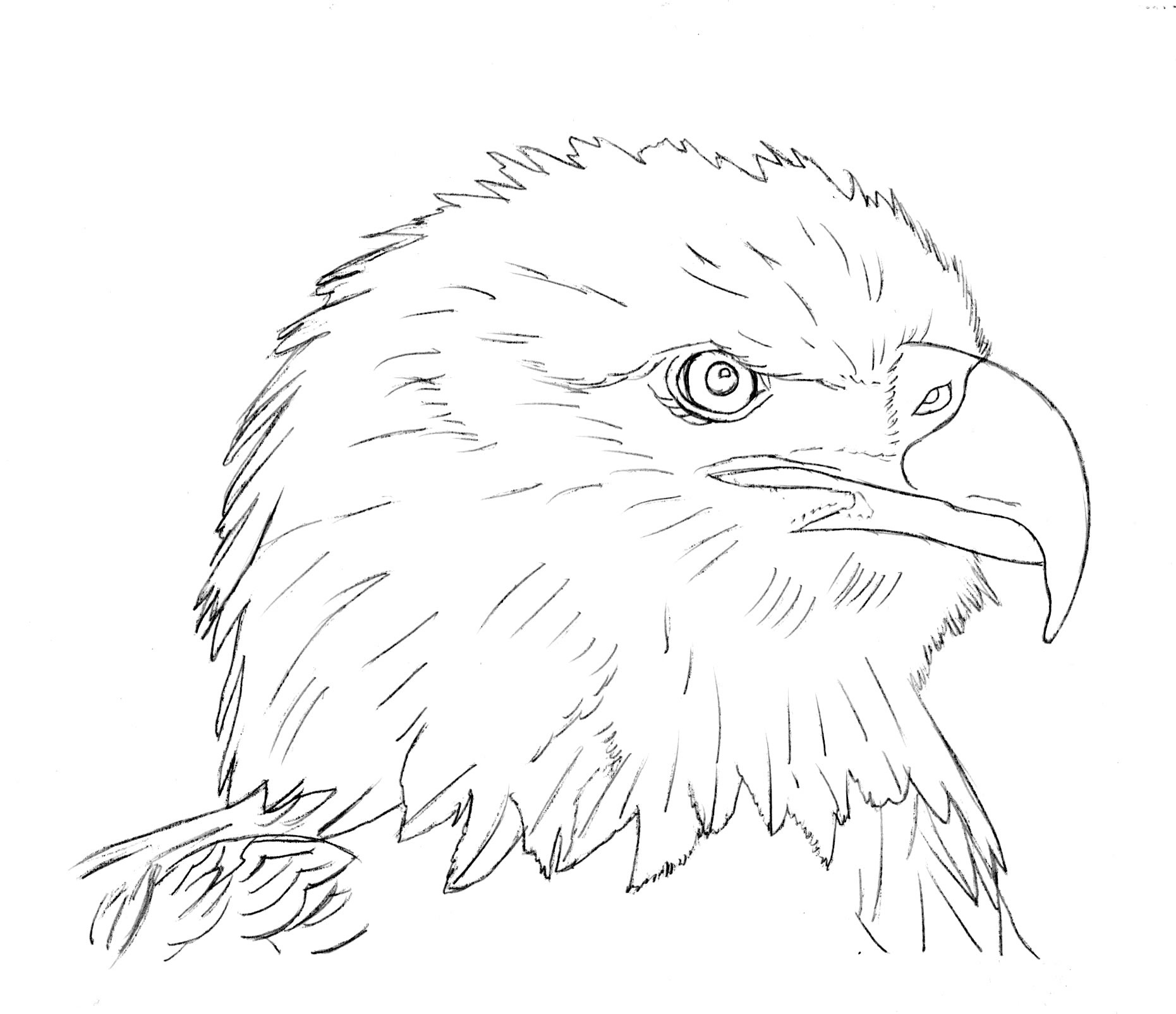 Bald eagle drawing hi-res stock photography and images - Alamy