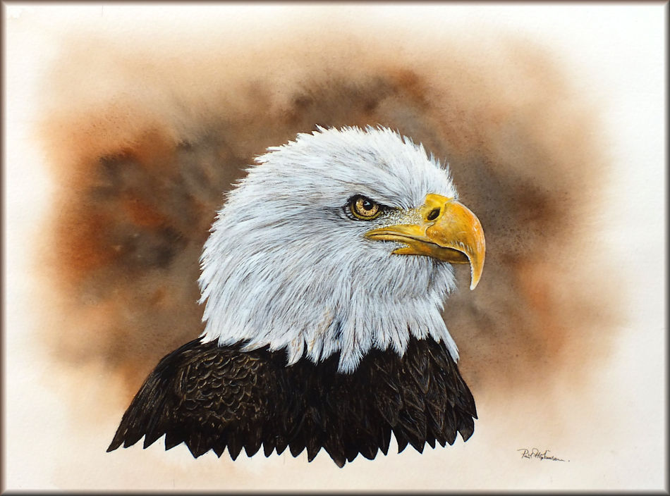 Wildlife in Watercolour Learn to Paint this Bald Eagle The Devon Artist
