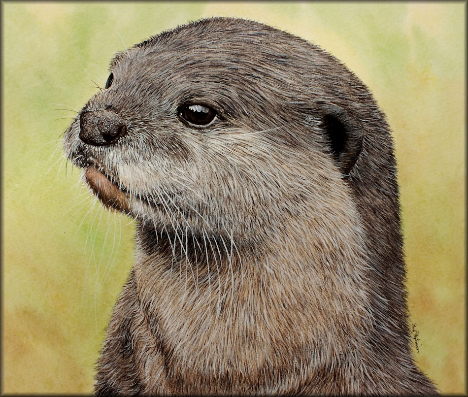 Wildlife in Watercolour Otter Tutorial, learn to paint fur The Devon