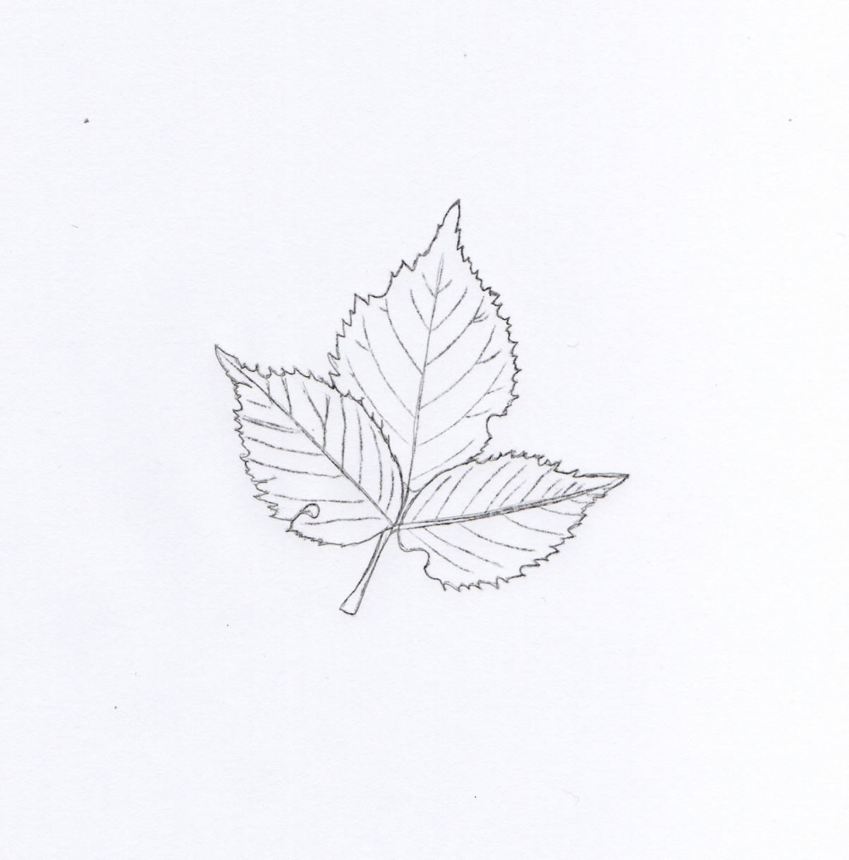 Detailed hand drawn ink black and white illustration set of pomegranate  leaf flower grain sketch  Stock Image  Everypixel
