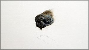 How to paint a dog's nose in fine detailed watercolour - The Devon Artist